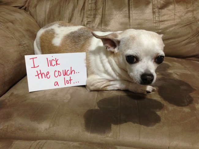 couch licker