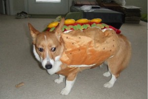 Dog Dressed as Hotdog