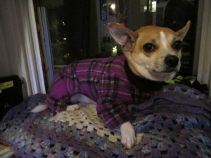 Dog Flannel