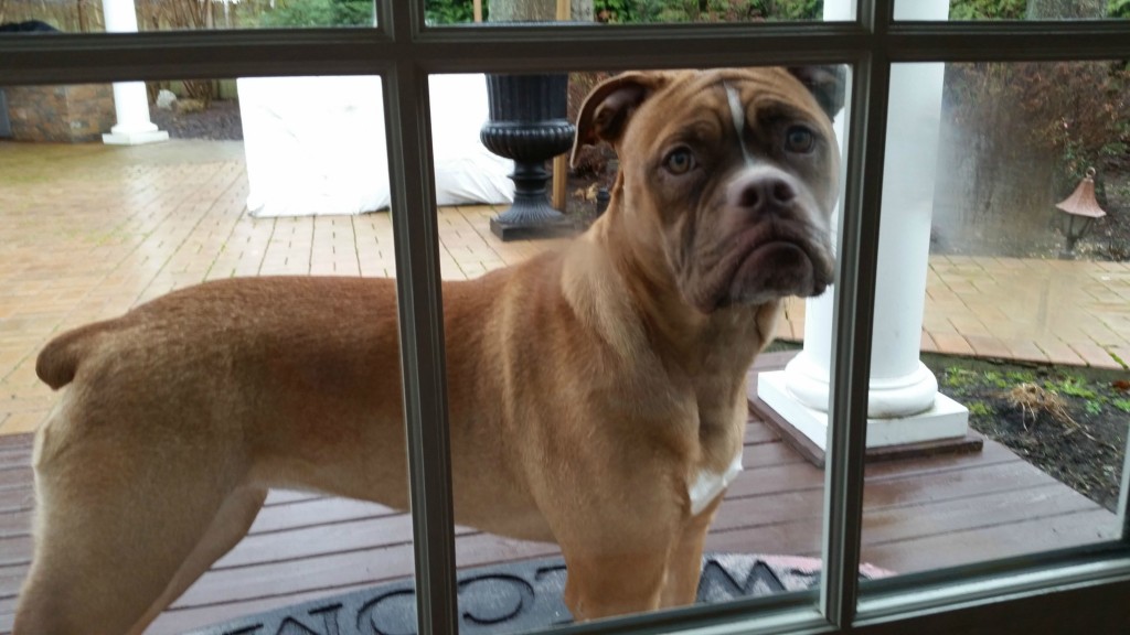 Grumpy Dog in Window