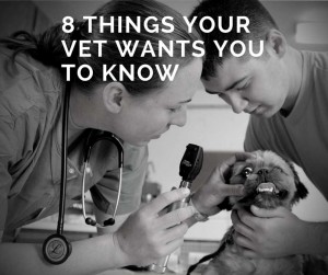 8 THINGS YOUR VET WANTS YOU TO KNOW