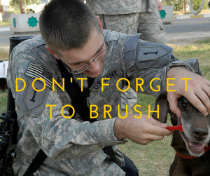 don't forget to brush your dog's teeth