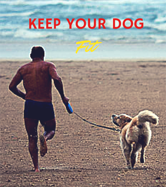 exercise your dog