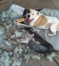 dog chewing bed
