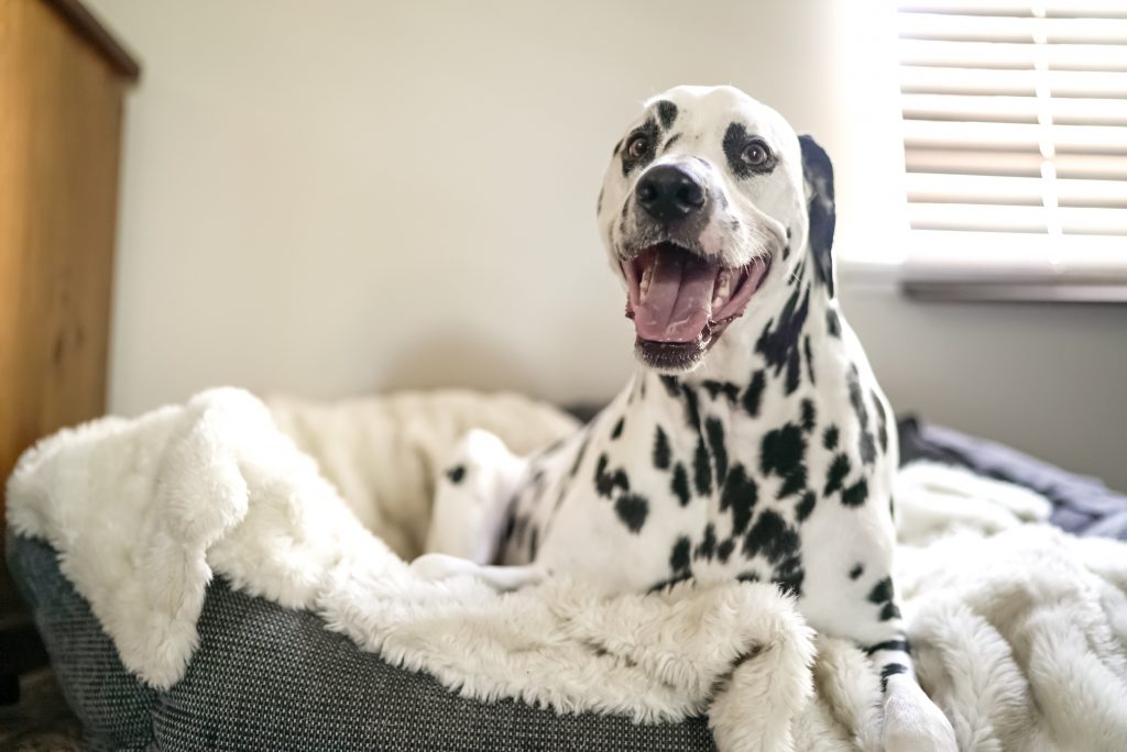 dalmatian in dog bed